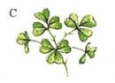 Shamrock