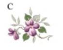 Scatter Violets　　S3433