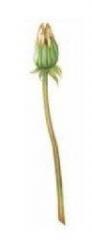 Dandelion　　ツボミ　　7こ　　A57296