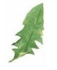 Dandelionの葉　　4こ　　A57296