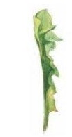 Dandelionの葉　　A57296
