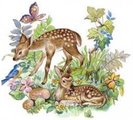 Fawn   roundタイプ S3565