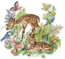Fawn   roundタイプ S3565