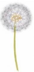 Dandelion　　綿帽子　　A57296