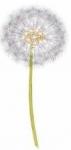 Dandelion　　綿帽子　　A57296