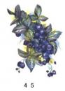 Blueberry　HB10472