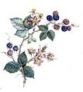 JM Bramble
