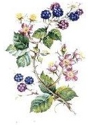 JM Bramble