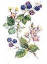JM Bramble