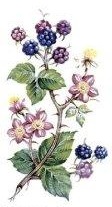 JM　 Bramble