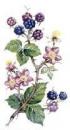 JM　 Bramble