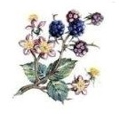 JM　Bramble　　3こ