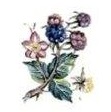 JM  Bramble 　Small　5こ