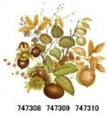 JM　Nut　 Harvest　12351