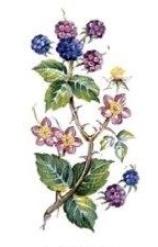 JM　Bramble　　2こ