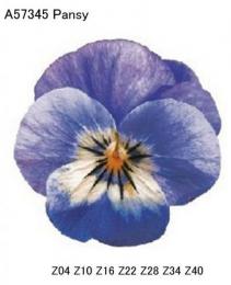 Pansy 　A57345