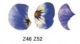 Pansy　　A57345
