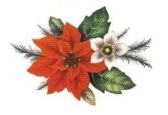Poinsettia　90mm