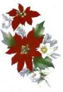 JM　Poinsettia