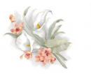 Paradise  Lily  AG 55869