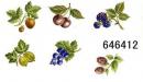 JM　Fruits Harvest　　12336