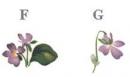 Sweet Violets　6486