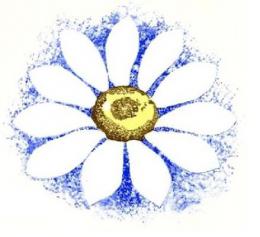 JM　Daisy Blue　　12323