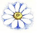 JM　Daisy Blue　　12323