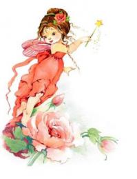 Fairy　Rose