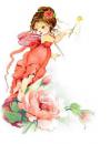 Fairy　Rose