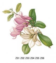 Magnolia　　モクレン