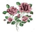 JM　 Rose　12367