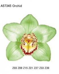 Orchid   green