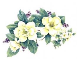 Magnolia　横長タイプ
