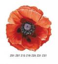 Poppy