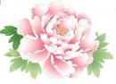 Peony　L　単品　B　A6025