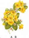 Primrose A/B