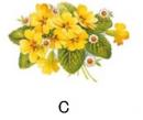 Primrose　C