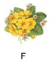 Primrose　　F