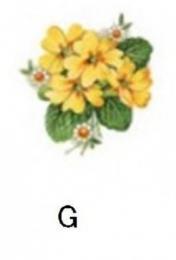 Primrose　G　4こ