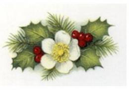 Christmas Flowers　PD168　D/E