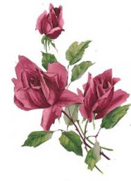 Brooklyn Rose A/B