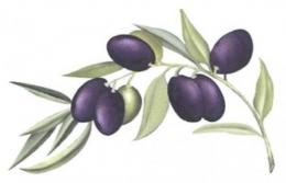 Olive