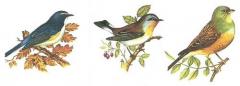 Pajaros-S 　3種セット