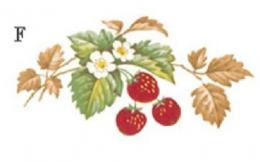 STRAWBERRIES 1575