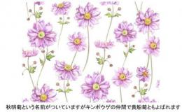 Anemone