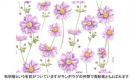 Anemone