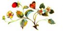 Strawberries　&　Butterflies B/C