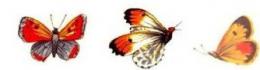 Strawberries　&  Butterflies F ちょう