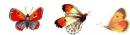 Strawberries　&  Butterflies F ちょう